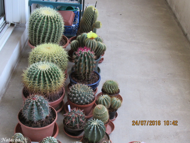  ma petite bande de cactus  Img_0911
