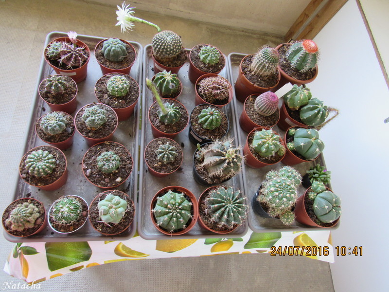  ma petite bande de cactus  Img_0912