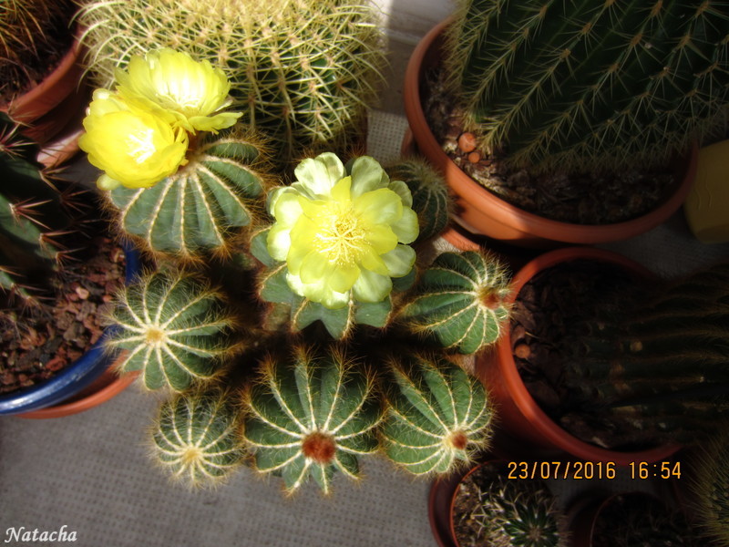 notocactus magnificus Img_3710