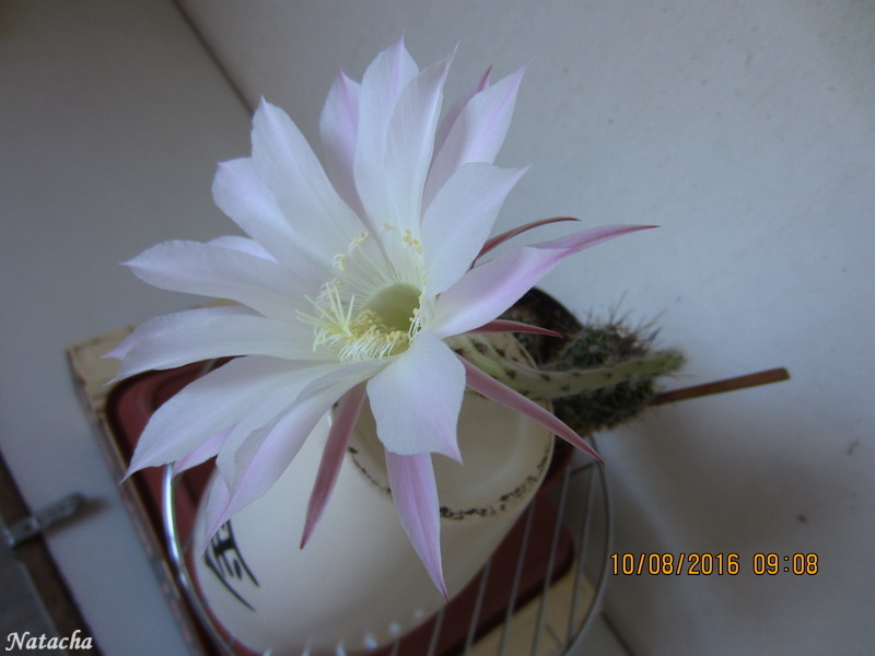 Echinopsis eyriesii Img_4211