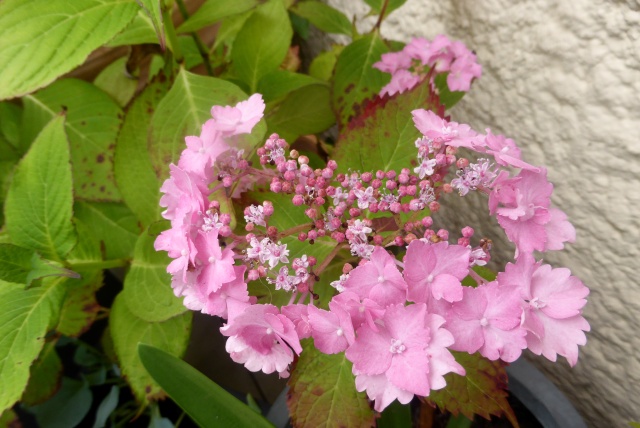 cadeaux du jardin, juin juin - Page 5 11-06-18