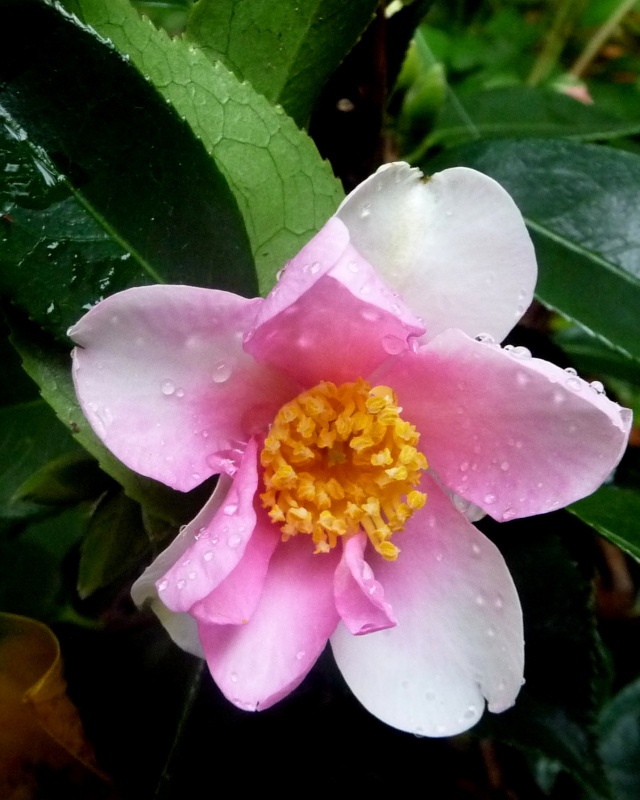 Les Camellias: variétés, floraison, culture. Saison 2012 - 2013 13-10-11