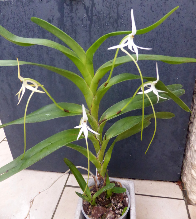 Jumellea arborescens 20-07-14