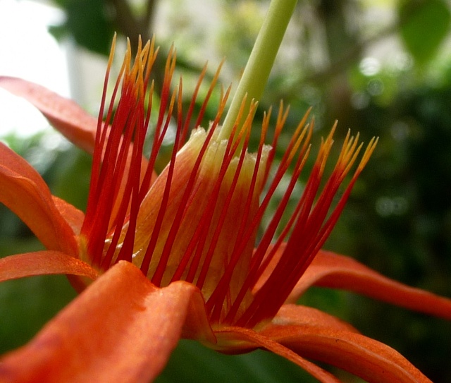 Passiflora 'Oriental Sunset' 23-8-115