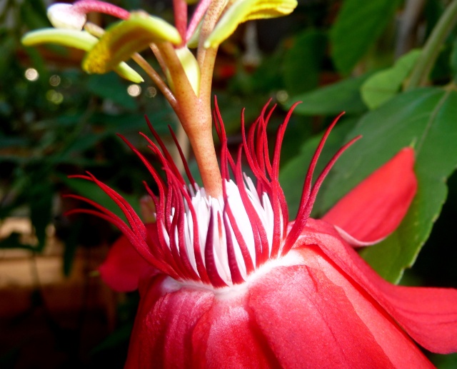 Passiflora vitifolia 27-08-12