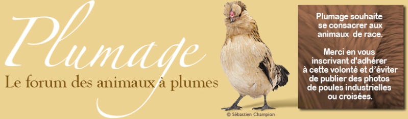 Plumage - Plumage eu. Bandea10