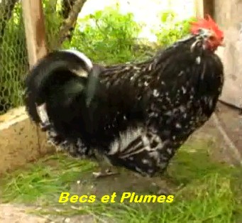 la poule Mantes Mantes11