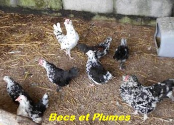 la poule Mantes Mantes14