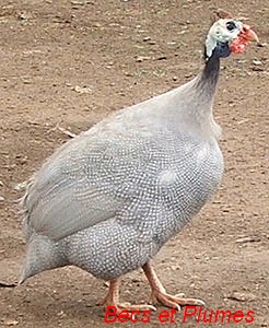 la Pintade (guinea fowl, Perlhuhn) Pintad14