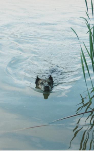 Vos activités canines : en club......ou pas ! Photos14