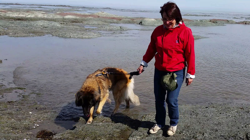 Jigel-Kaiser, ma belle Leonberg - Page 40 Plage10