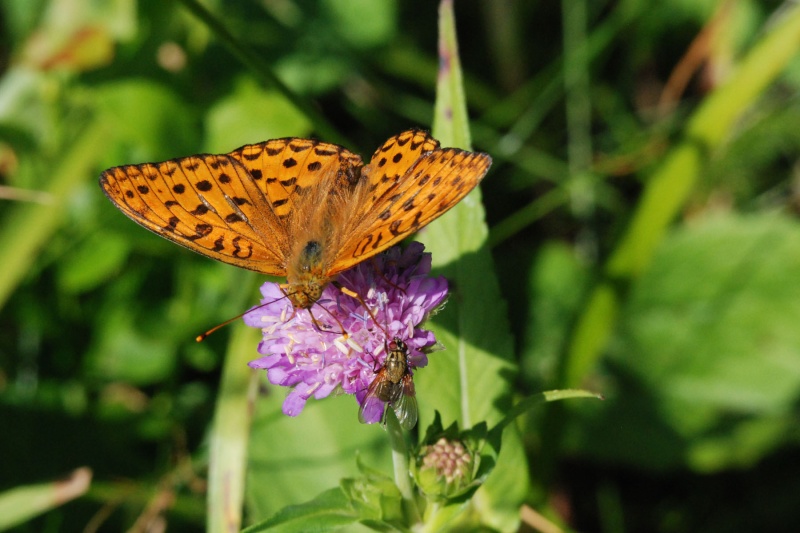 Papillons ( Vosges)  Dsc_8810