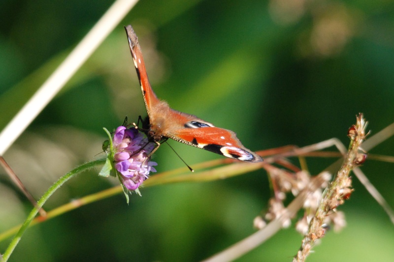 Papillons ( Vosges)  Dsc_8812