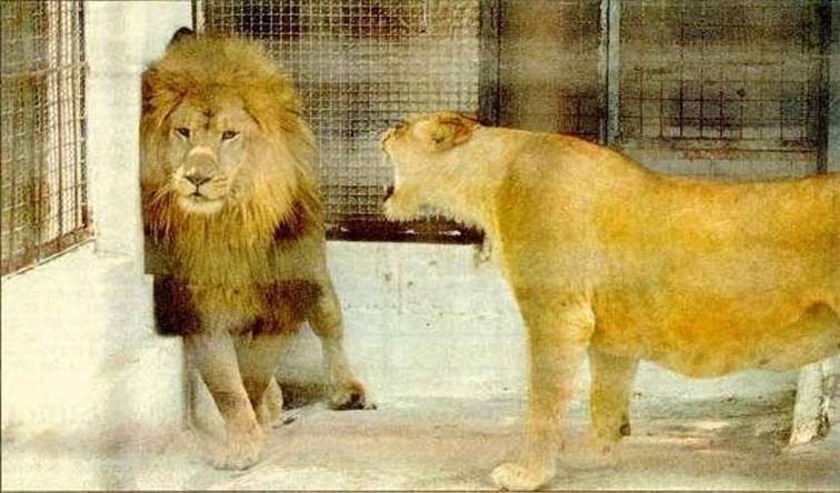  A Wife is a Wife....No matter Who the HELL you are!!!  Lion10