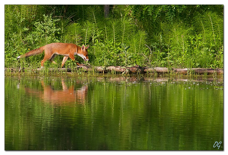 renard - Renard Img_3519