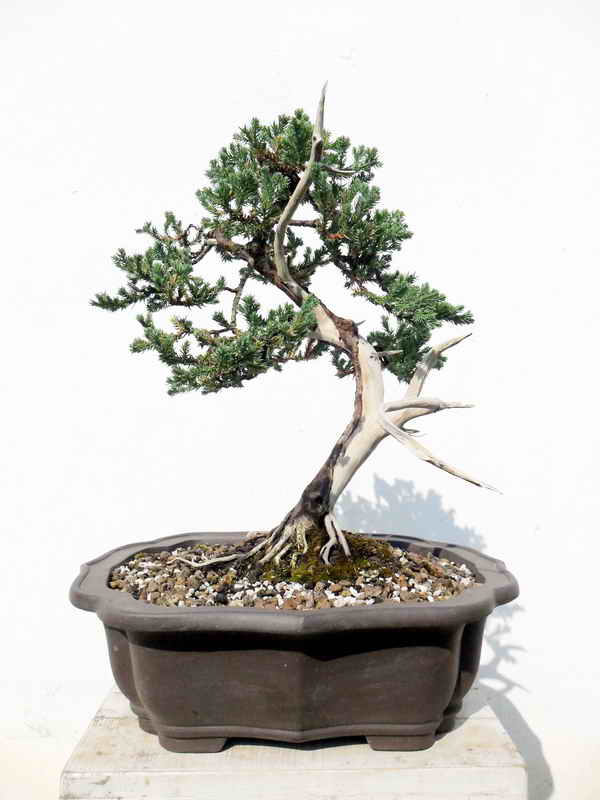 informal upright Procumbens Sam_0110