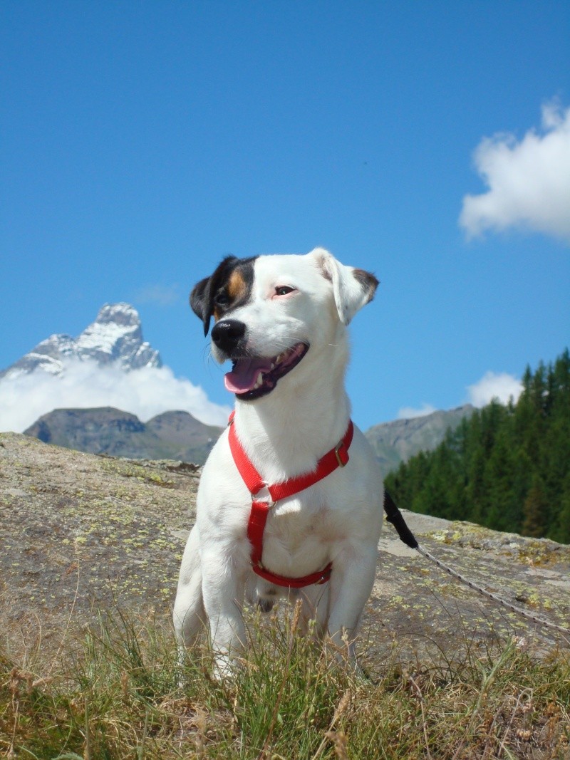 Cucciolo in arrivo! - Pagina 2 Immagi20