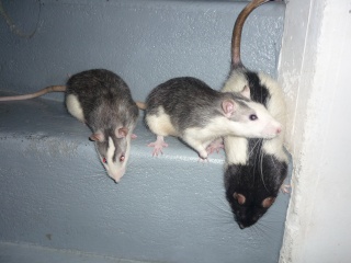 [44] 3 rats mâles de 6/7 mois P1040814