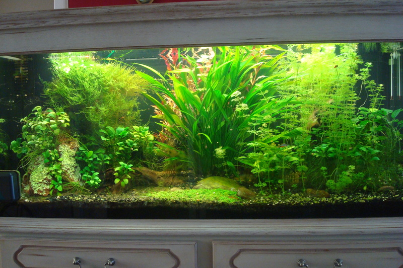 mon aquarium  270l Dsc01910