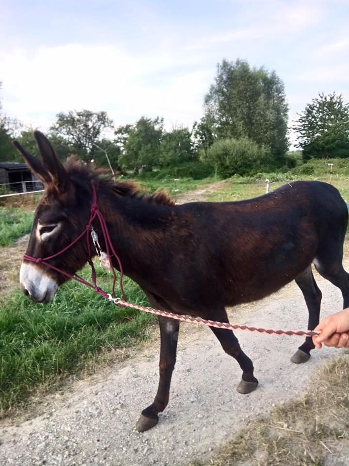 moi Iroquois vous presente mon humaine Lolita 19juil22