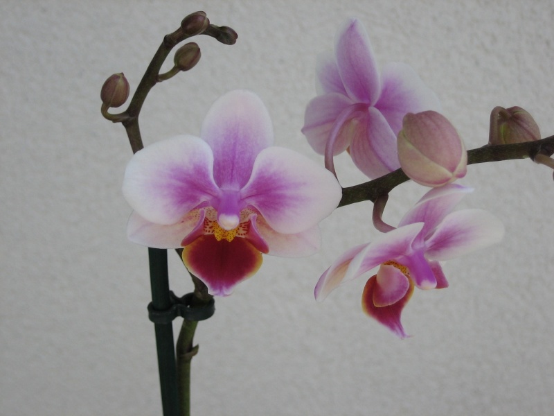 Ma toute première orchidée, un Phalaenopsis... Phalae11