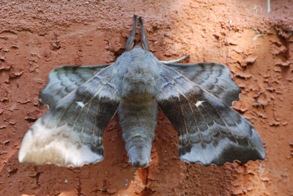 Papillon de nuit? Dsc_3911