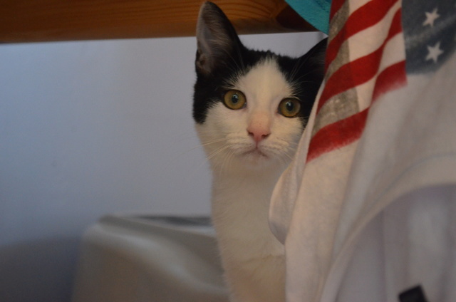 Flappie, Coraline et Azurine (bébés de Luttine) avril 2016 Dsc_0019