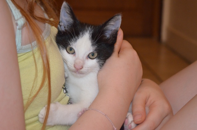 Flappie, Coraline et Azurine (bébés de Luttine) avril 2016 Dsc_0414