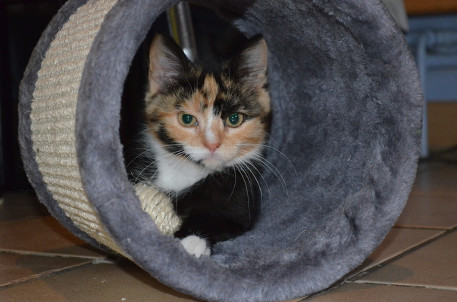 Flappie, Coraline et Azurine (bébés de Luttine) avril 2016 Dsc_0613