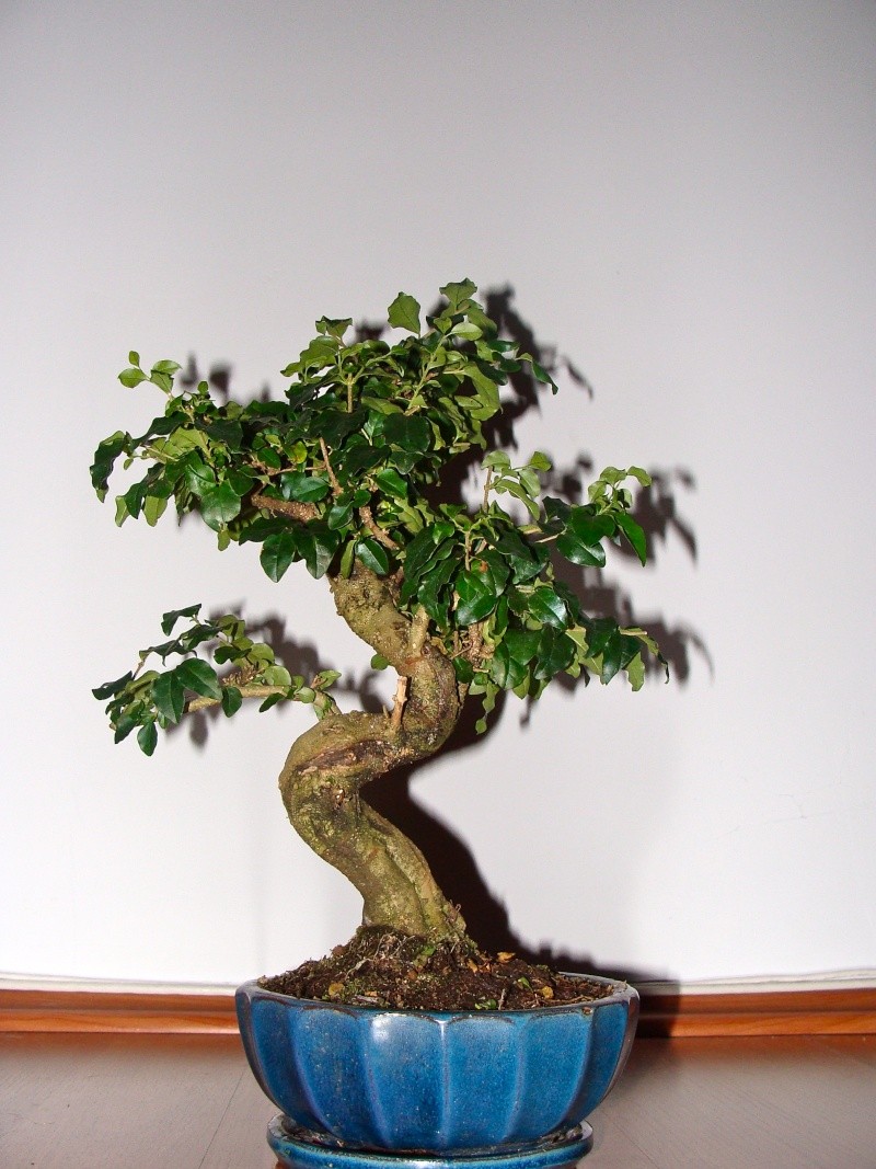 Prunning a Lugustrum Privet Bonsai (Chinese Privet) Dsc03418