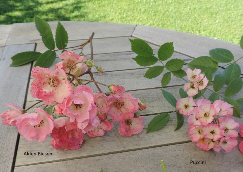 Planches comparatives des rosiers de mon jardin Dscn8810