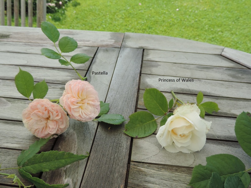 Planches comparatives des rosiers de mon jardin Dscn8910