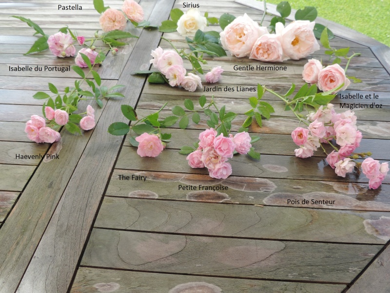 Planches comparatives des rosiers de mon jardin Dscn8912