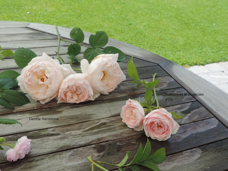 Planches comparatives des rosiers de mon jardin Dscn8913