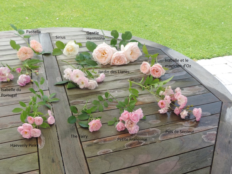 Planches comparatives des rosiers de mon jardin Dscn8914