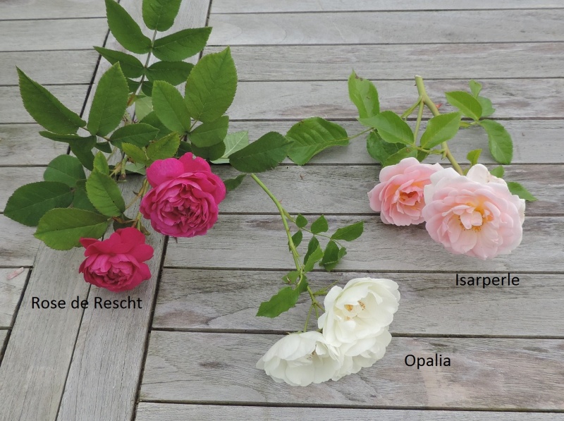 Planches comparatives des rosiers de mon jardin Dscn9211