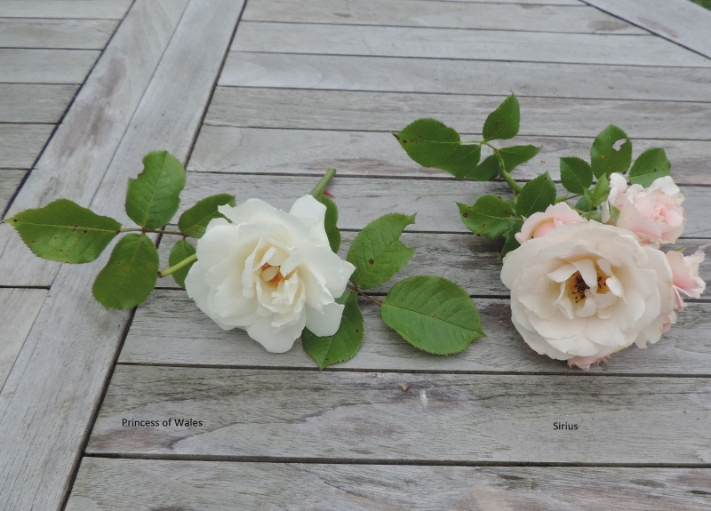 Planches comparatives des rosiers de mon jardin Dscn9214