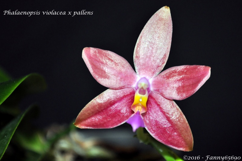 Phalaenopsis Arnel Tobia Csc_0016