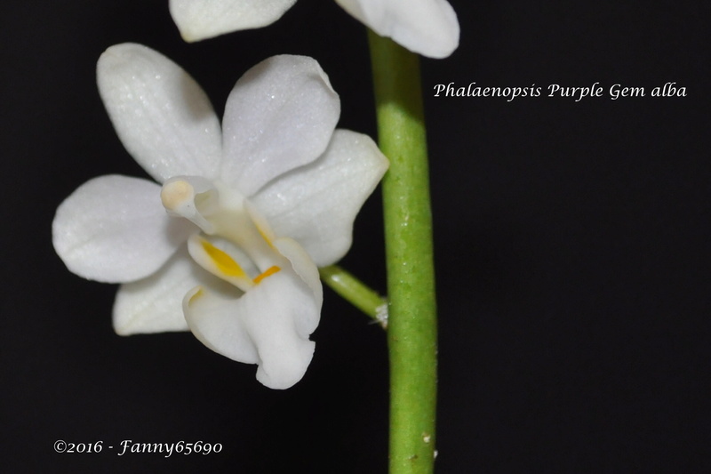 Phalaenopsis Purple Gem f. alba (pulcherrima x equestris) Csc_0017