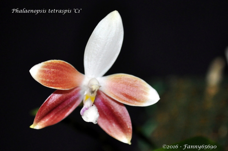 Phalaenopsis tetraspis 'C1' Csc_0025