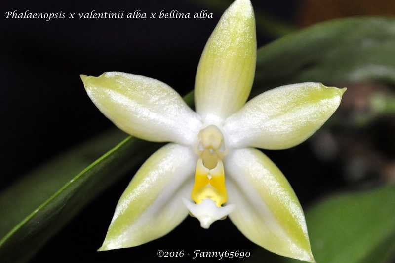 Phalaenopsis x valentinii 'alba x bellina 'alba Csc_0037