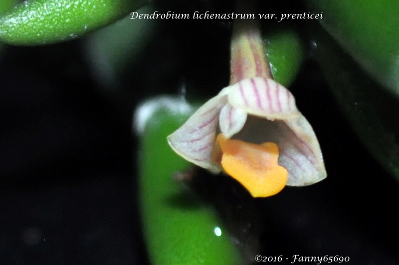 Dendrobium lichenastrum var. prenticei Csc_0040