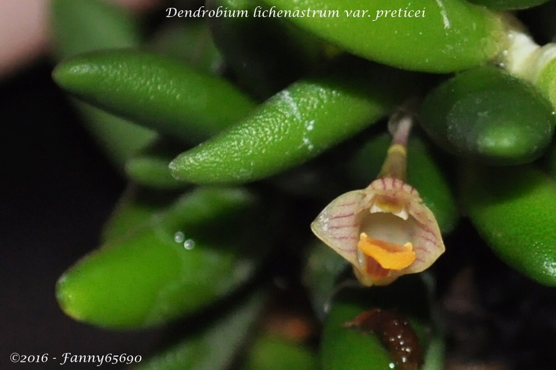Dendrobium lichenastrum var. prenticei Csc_0041