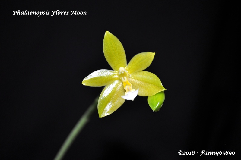 Phalaenopsis Flores Moon ( floresensis x cornu cervi) Dsc_0017