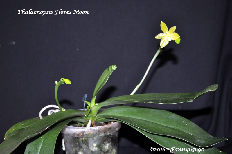 Phalaenopsis Flores Moon ( floresensis x cornu cervi) Dsc_0018