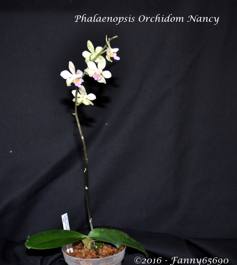 Phalaenopsis Orchidom Nancy Dsc_0034