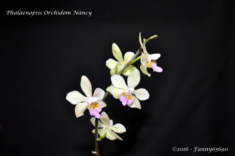Phalaenopsis Orchidom Nancy Dsc_0035