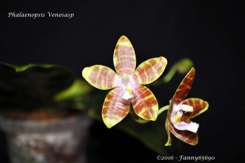 Phalaenopsis Venosasp Dsc_0038
