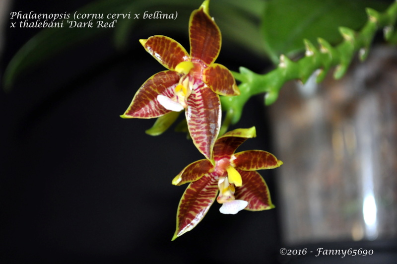 Phalaenopsis (cornu cervi x bellina ) x thalebani Dark Red Dsc_0040