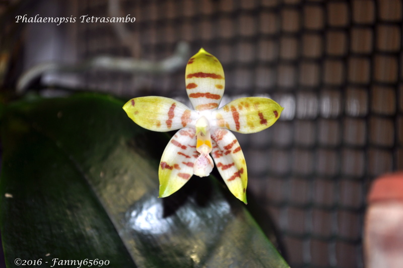 Phalaenopsis Tetrasambo (amboinensis x tetraspis) Dsc_0047